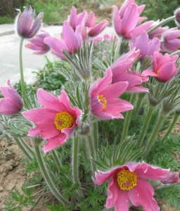 Sasanka Zwyczajna Rosea w donicy