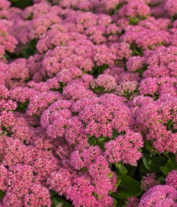 Rozchodnik Herbstfreude w donicy