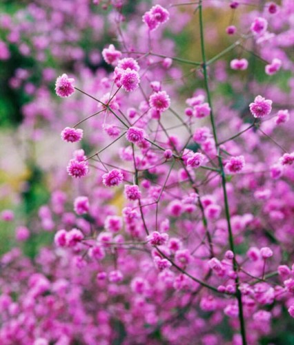 Rutewka Delavay'a Hewitt's Double w donicy