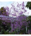 Rutewka Delavay'a Hewitt's Double w donicy
