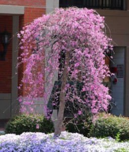 Judaszowiec Kanadyjski Ruby Falls w donicy