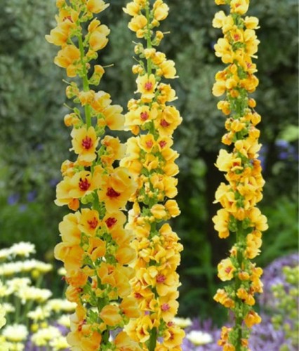 Dziewanna Cotswold Queen w donicy