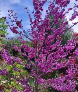 Judaszowiec Kanadyjski Merlot w donicy