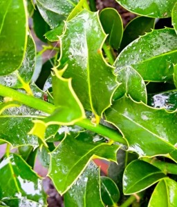 Ostrokrzew Kolczasty Big Bells w donicy