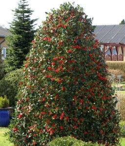Ostrokrzew Kolczasty J. C. van Tol w donicy 