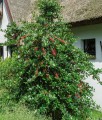 Ostrokrzew Kolczasty J. C. van Tol w donicy