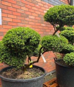 Ostrokrzew Karbowanolistny Glory Gem w donicy