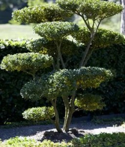 Ostrokrzew Kolczasty Blue Maid w donicy