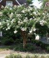 Lagerstroemia Acoma w donicy