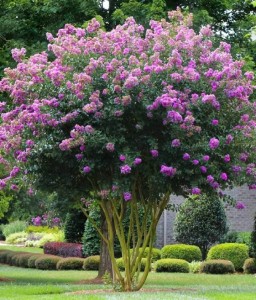 Lagerstroemia Muskogee w donicy