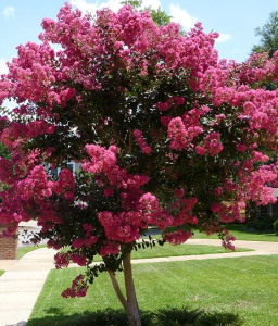 Lagerstroemia Tuscarora w donicy