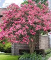 Lagerstroemia Sioux w donicy