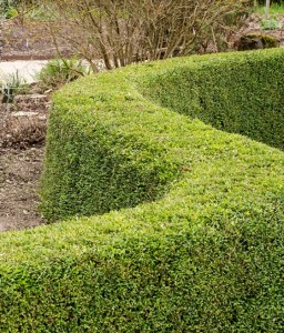  Suchodrzew Mirtolistny Elegant w donicy