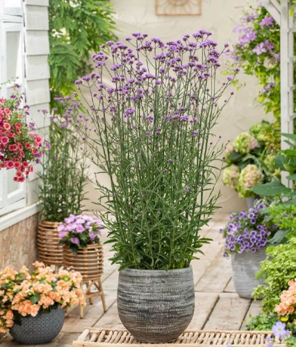 Werbena Patagońska w donicy