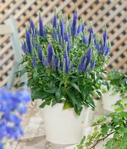 Przetacznik Kłosowy Ulster Dwarf Blue w donicy