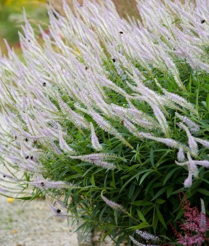Przetacznikowiec Wirginijski Lavendelturm w donicy