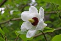 Magnolia Siebolda w donicy