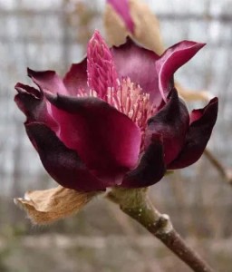 Magnolia Black Tulip w donicy