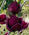 Magnolia Black Tulip w donicy