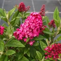 Budleja Dawida Little Ruby w donicy