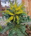 Mahonia Pośrednia Winter Sun w donicy