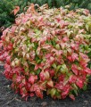 Nandina Domestica Firepower w donicy