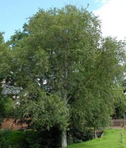 Brzoza Omszona w donicy