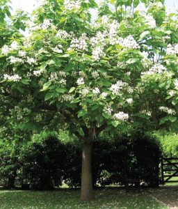 Katalpa/Surmia Bignoniowa w donicy