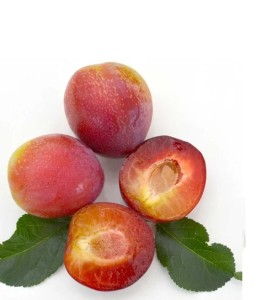 Morela czereśniowa Aprikyra