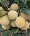 Mirabelka Bellamira