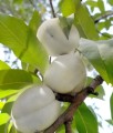 Brzoskwinia Biała Ice Peach