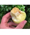 Brzoskwinia Biała Ice Peach