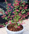 Porzeczka Krwista Amore w donicy