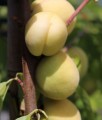Brzoskwinia Biała Ice Peach