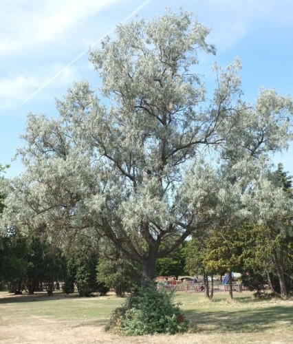 Oliwnik Wąskolistny w donicy