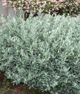 Wierzba Szwajcarska w donicy