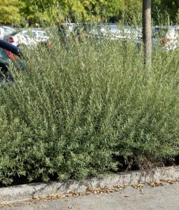  Wierzba Purpurowa Nana w donicy