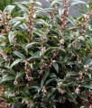 Sarcococca Humilis Winter Gem w donicy