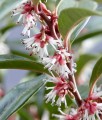 Sarcococca Humilis Winter Gem w donicy