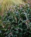 Sarcococca Humilis Winter Gem w donicy