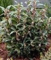Sarcococca Humilis Winter Gem w donicy