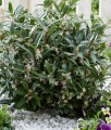 Sarcococca Hookeriana Purple Stem