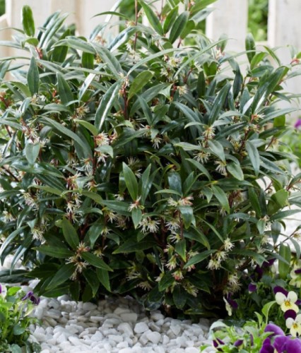 Sarcococca Hookeriana Purple Stem w donicy