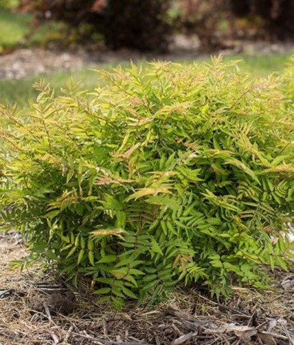 Tawlina Jarzębolistna Magical Cherry on Top w donicy