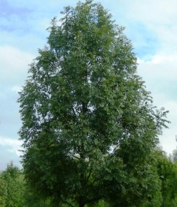 Jesion Wyniosły w donicy