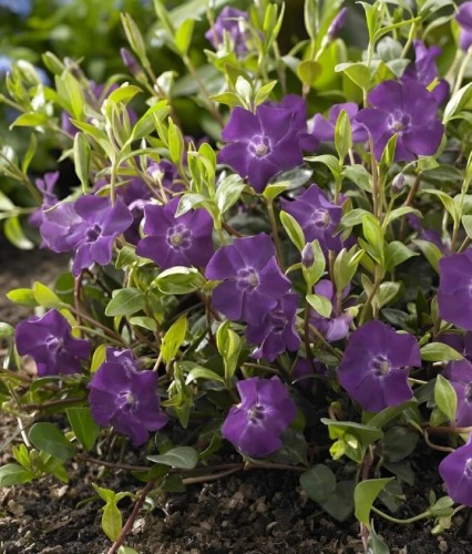 Barwinek Pospolity Atropurpurea w donicy