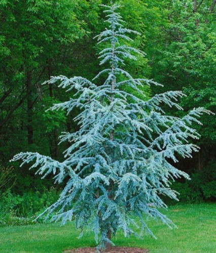 Cedr Atlaski Glauca w donicy