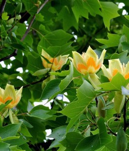 Tulipanowiec Amerykański w donicy