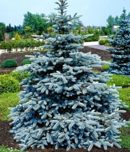 Świerk Kłujący Super Blue Seedling w donicy