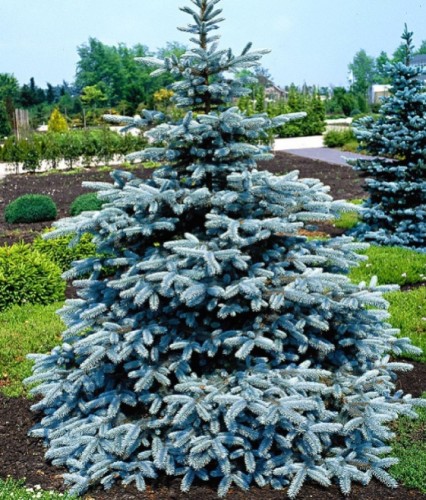 Świerk Kłujący Super Blue Seedling w donicy